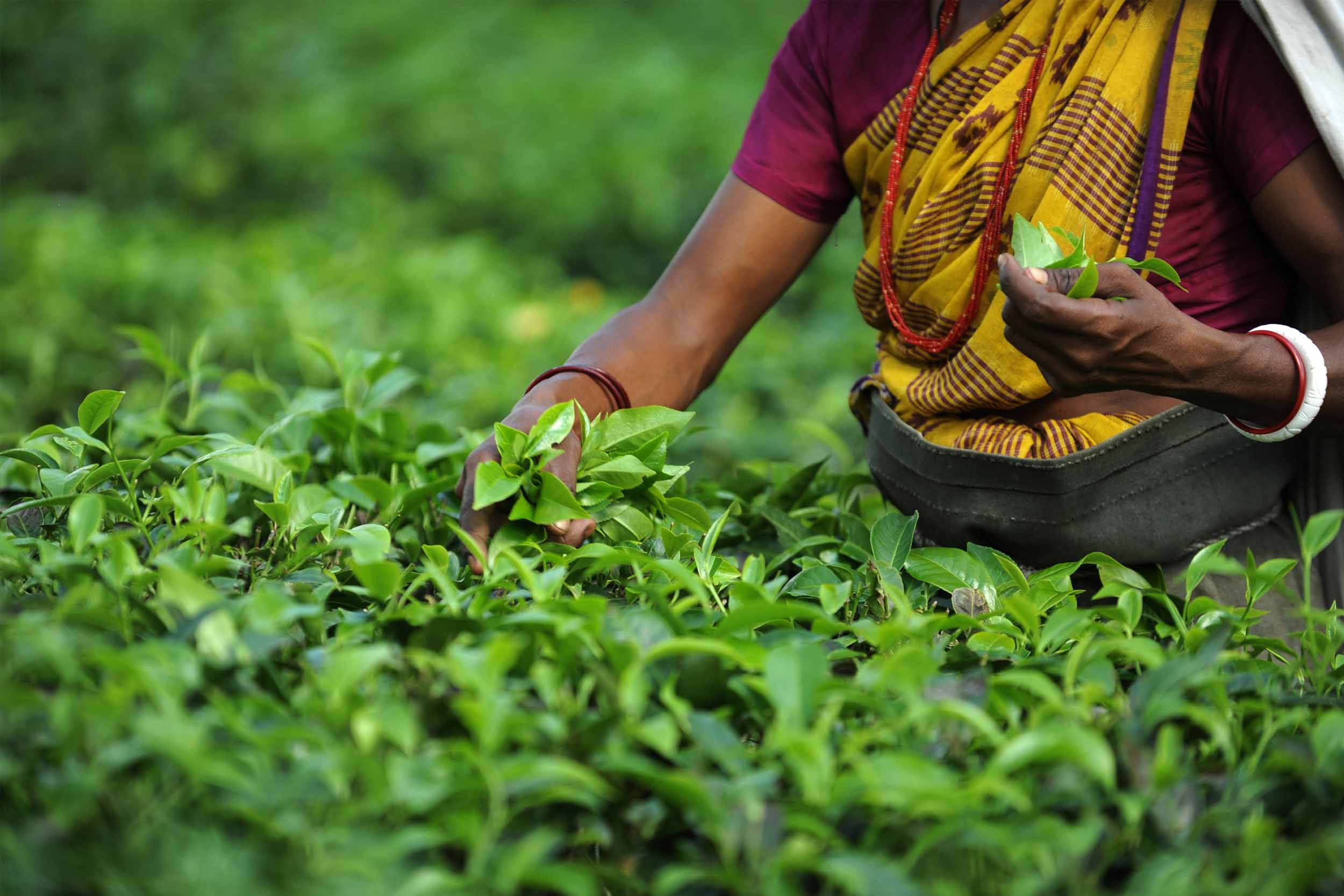 Tea harvesting