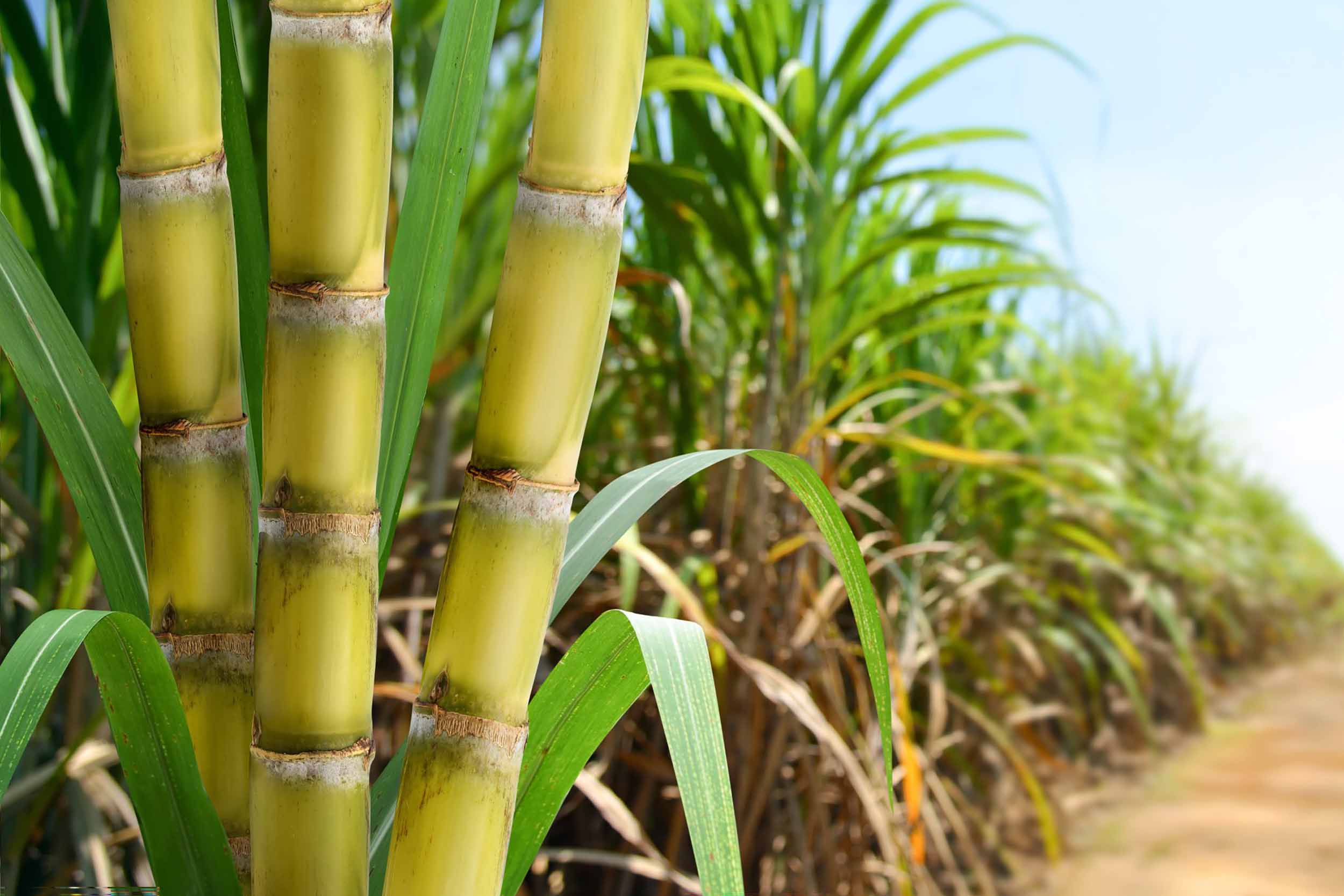 Sugar cane