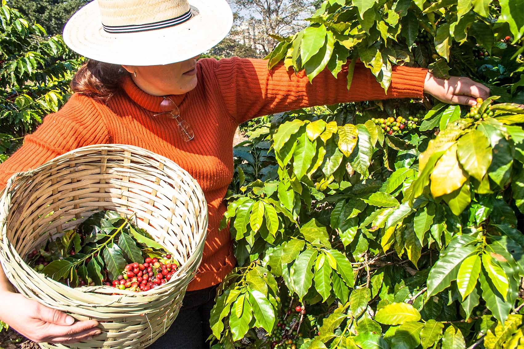 Coffee bean harvesting