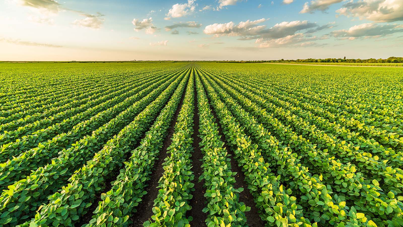 Soybean field