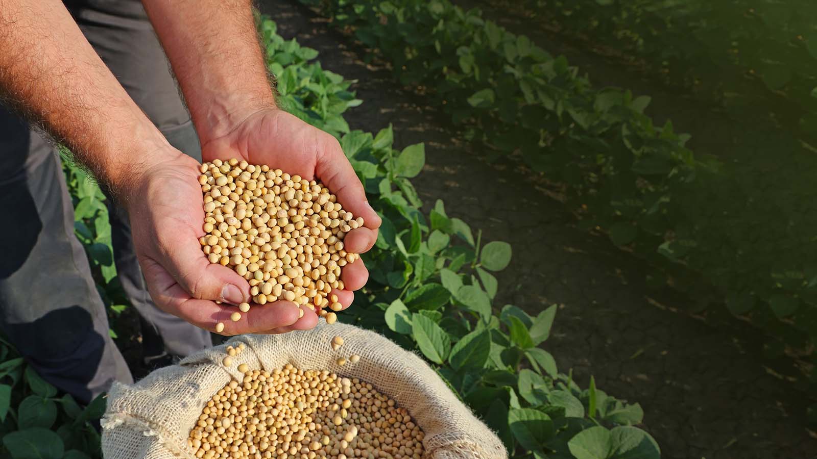 Soybeans in hands