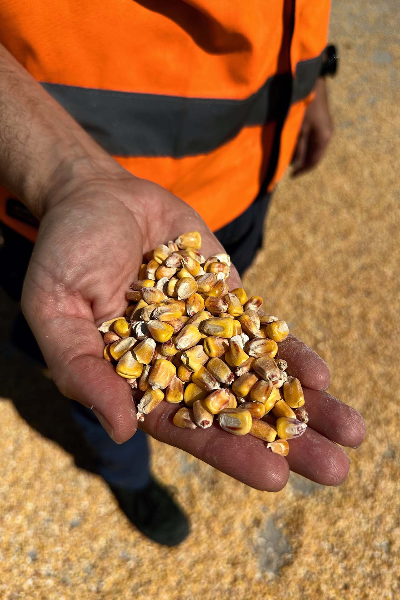 corn bulk discharging