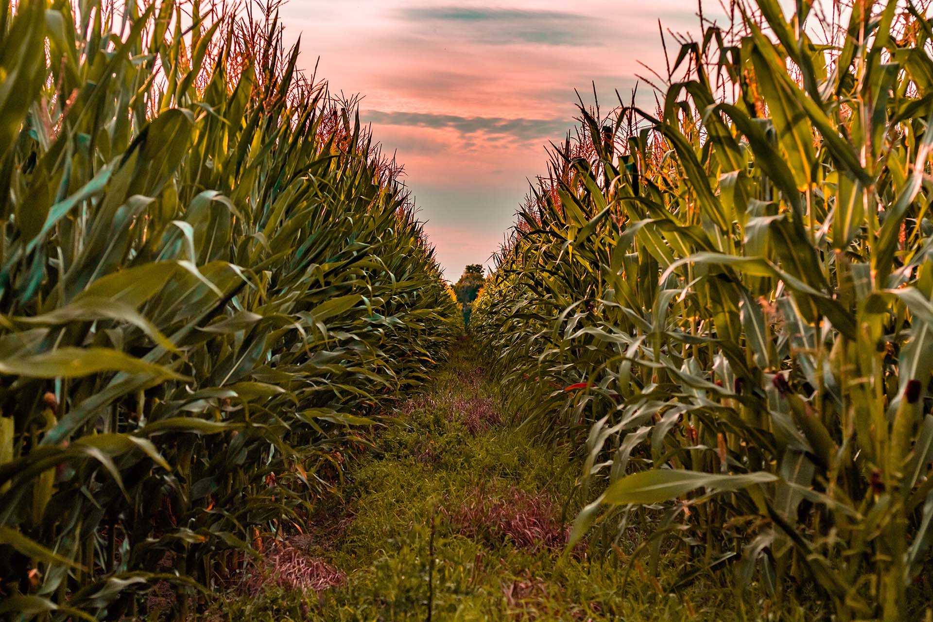 corn field